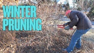 It's a GREAT time to prune 🌿Taming Kintzley's Ghost honeysuckle