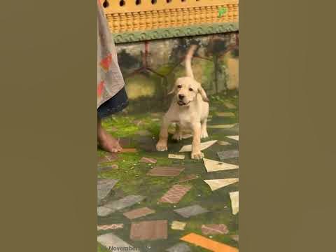 Labrador  puppies ||+91 85938 52209 ||Trivandrum ||#plantorium
