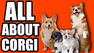 All About Corgi Dog Breed | Corgi Dog Breed | Dogs Junction.