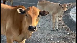 Nhạc chế đi chăn bò@Hahuynhpq #cows#viralvideo