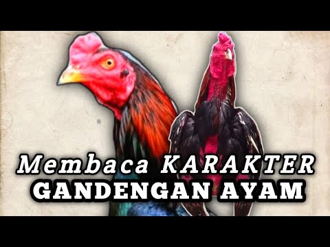 Reading The Character Of A Chicken That Will Be Used As A Partner