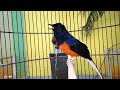 Suara Murai Batu Dan Gemericik Air Agar Cepat Gacor Dan Gak Mudah Stres Mp3 - Mp4 Download
