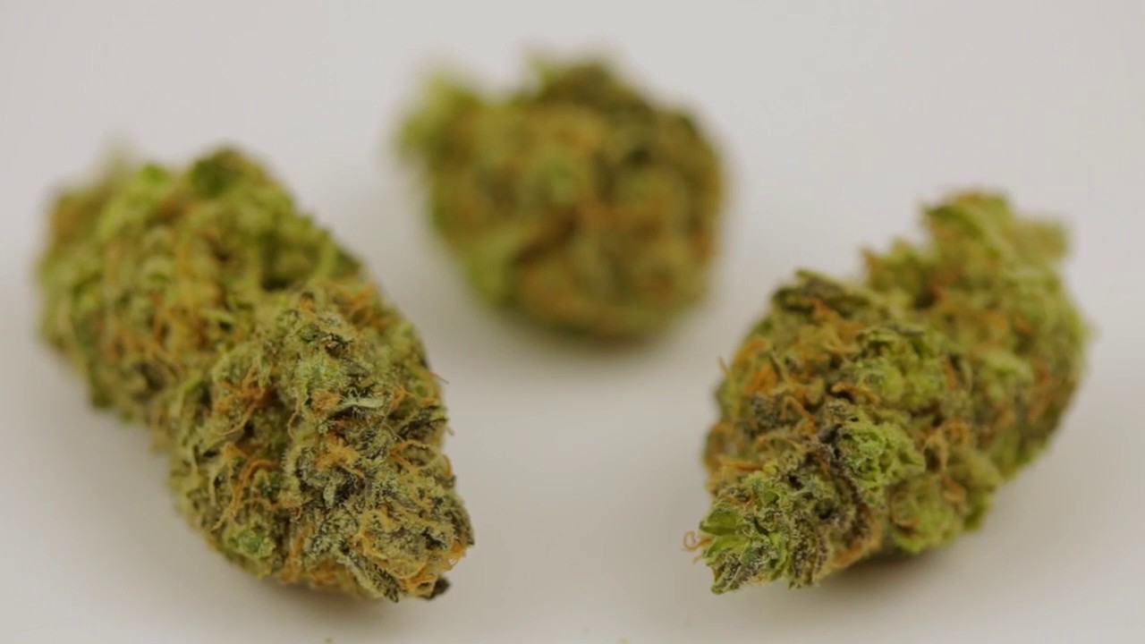 Cinderella 99 Strain