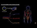 Biologie 30 : Feuillets embryonnaires primitifs