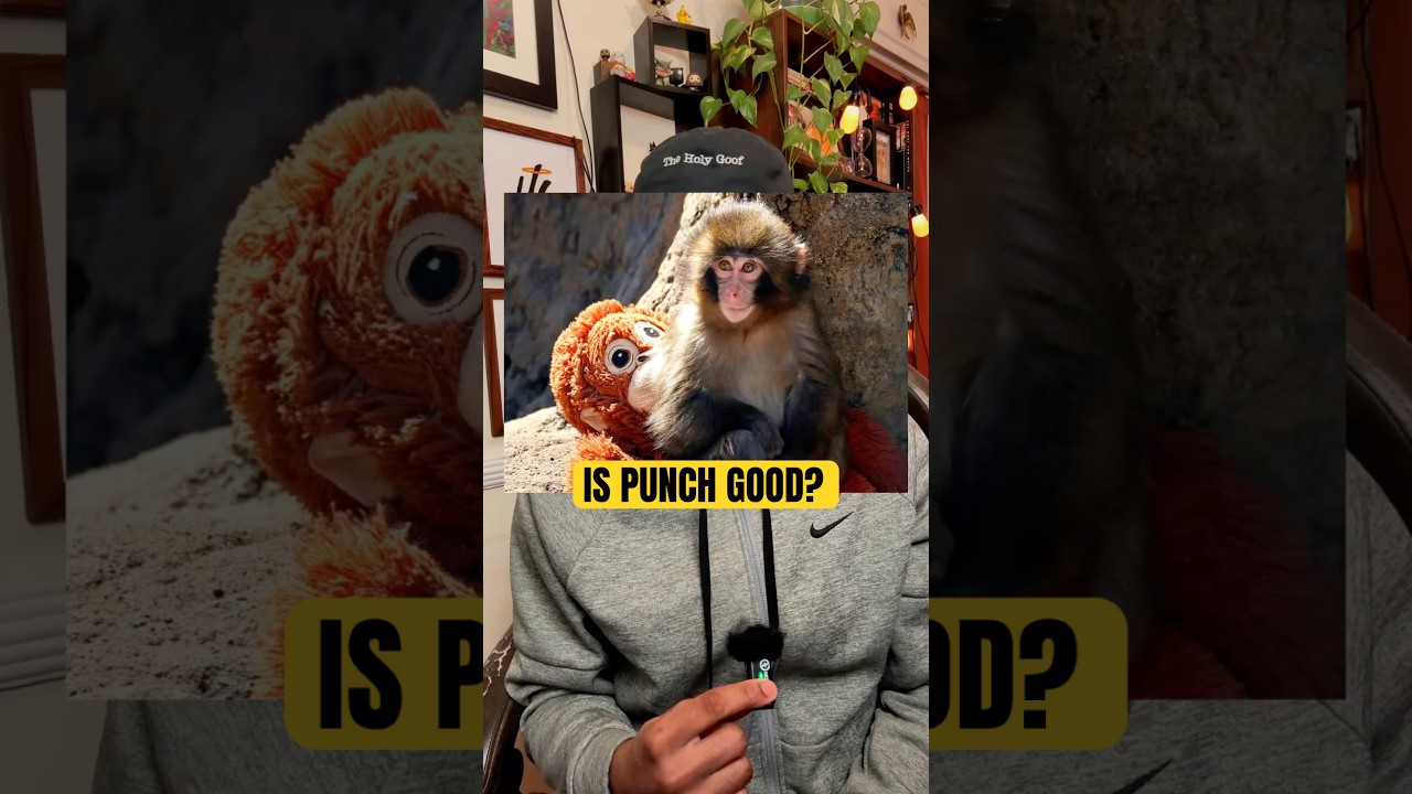 Need A Punch Update? #punchthemonkey #monkey