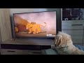 Mi perro Simba LLORA al ver MORIR a MUFASA