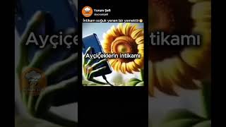 Ayçiçeklerinin Komik Montajlı İntikamı 🌻😂