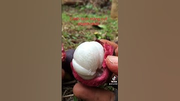 CÁCH TÁCH MĂNG CỤT NHANH NHẤT