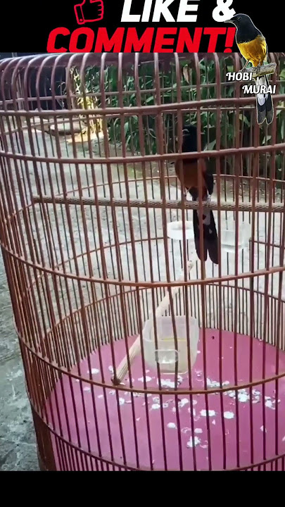 Pancingan Murai PAGI HARI 100% Efektif bikin Murai Batu Kamu GACOR