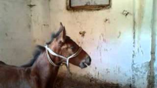 Little Colt Bonus Neighing For His Mother