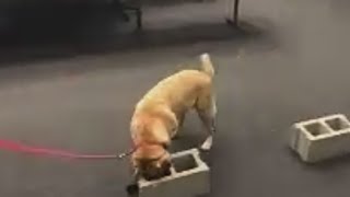 Illinois updating skills for its arson dogs