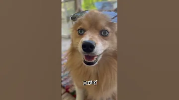 Knock Knock Doglover Dog 