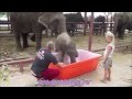слоненок и ванна