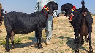 World's Best Amritsari Pregnant Goats