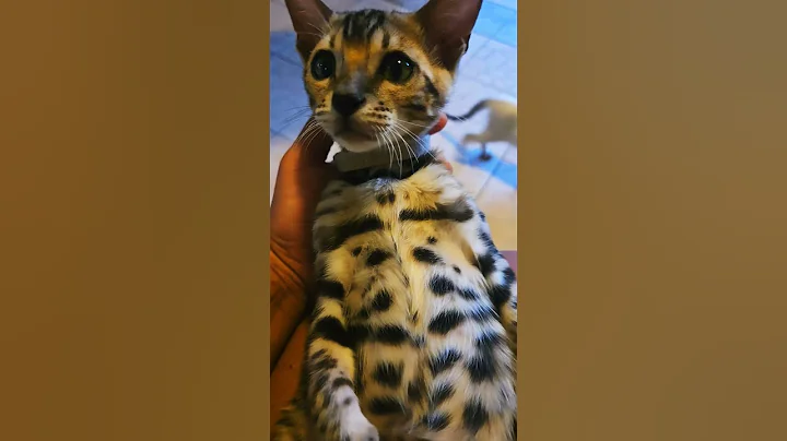 Watch the video about Princesse #brownbengal #pets #trending #viral #cat #kitten #bengal #bengalcat #cutecat #funnycat