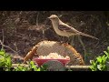 CAT TV - 2 HOURS of Birds for cats to watch No Ads Non-stop Birds Chirping with Waterfall Sounds