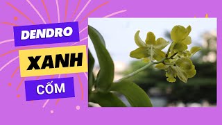 Lan Dendro xanh cốm - hoa màu cốm xanh độc đáo