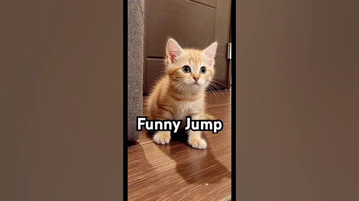 Video 11264421: funny kitten jumping, funny cat jumping, kitten toys