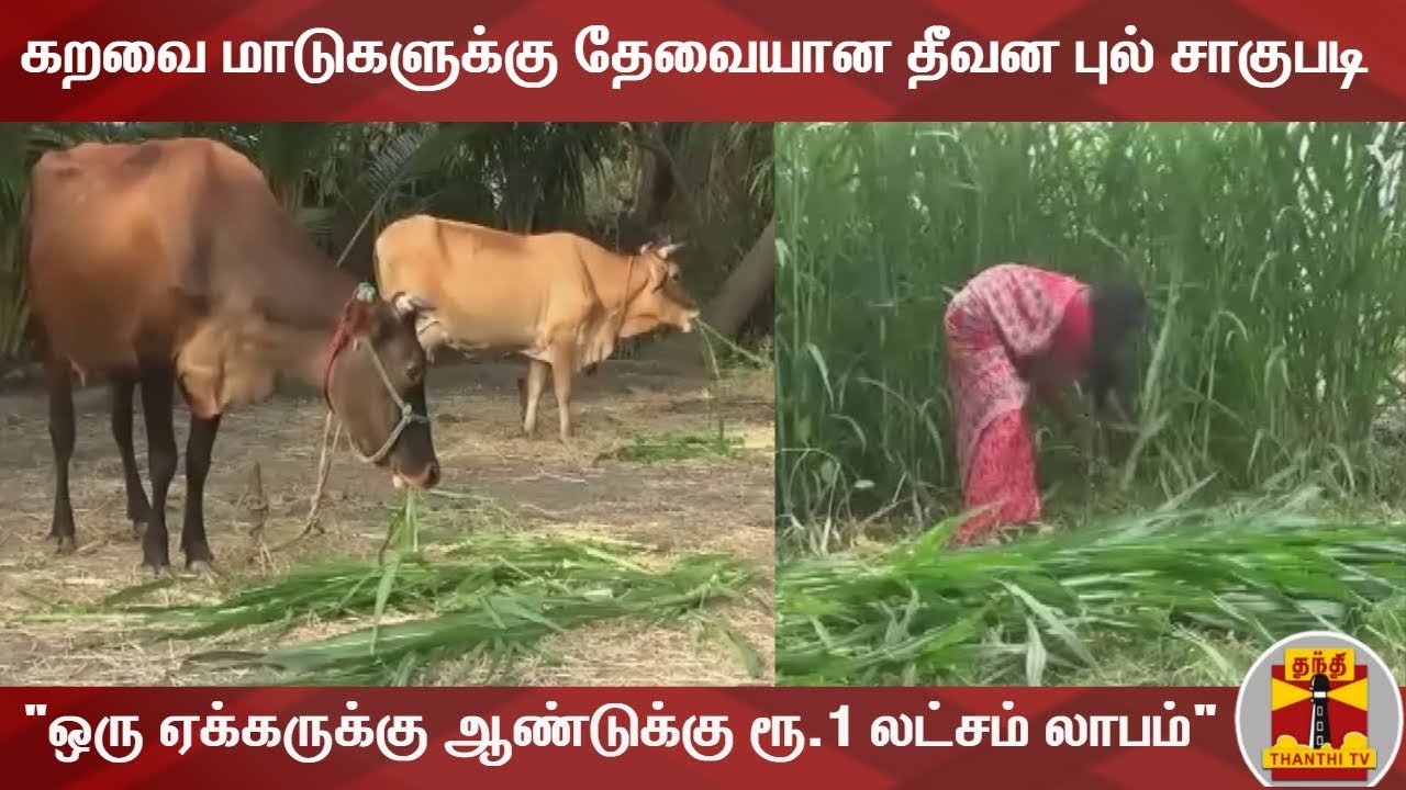 கறவை மாடுகளுக்கு தேவையான தீவன புல் சாகுபடி - "ஒரு ஏக்கருக்கு ஆண்டுக்கு ரூ.1 லட்சம் லாபம்" | Grasses