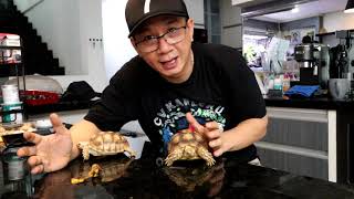 Sulcata Ga Mau Makan, GIMANA SOLUSI NYA??