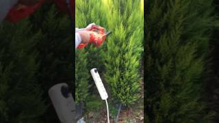 Limon Servi Budama Resimi