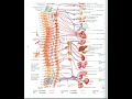 Snr sstem anatoms 9 otonom snr sstem  plexuslar