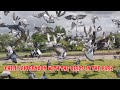 SPEND A CHILLY AFTERNOON WITH ME AS I FEED PIGEONS IN THE PARK