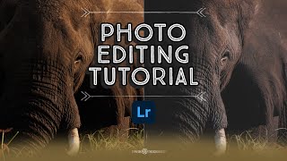 Wildlife Photography - Editing Tutorial Using Lightroom 15 screenshot 4