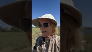 Botswana: Lessons from Lions | Nature Walk Talks with Dr. Dale Atkins