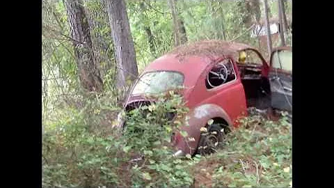 Abandoned Vintage Volkswagen Beetles and Bus - Deep in the South Carolina Woods/Barn Find