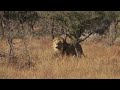 Wakoswa Kuuwawa Na Simba Wakati Wanamuwinda Tazama Mchezo Wa Kifo Wakoswa Kuuwawa Na Simba Wakati Wanamuwinda Tazama Mchezo Wa Kifo