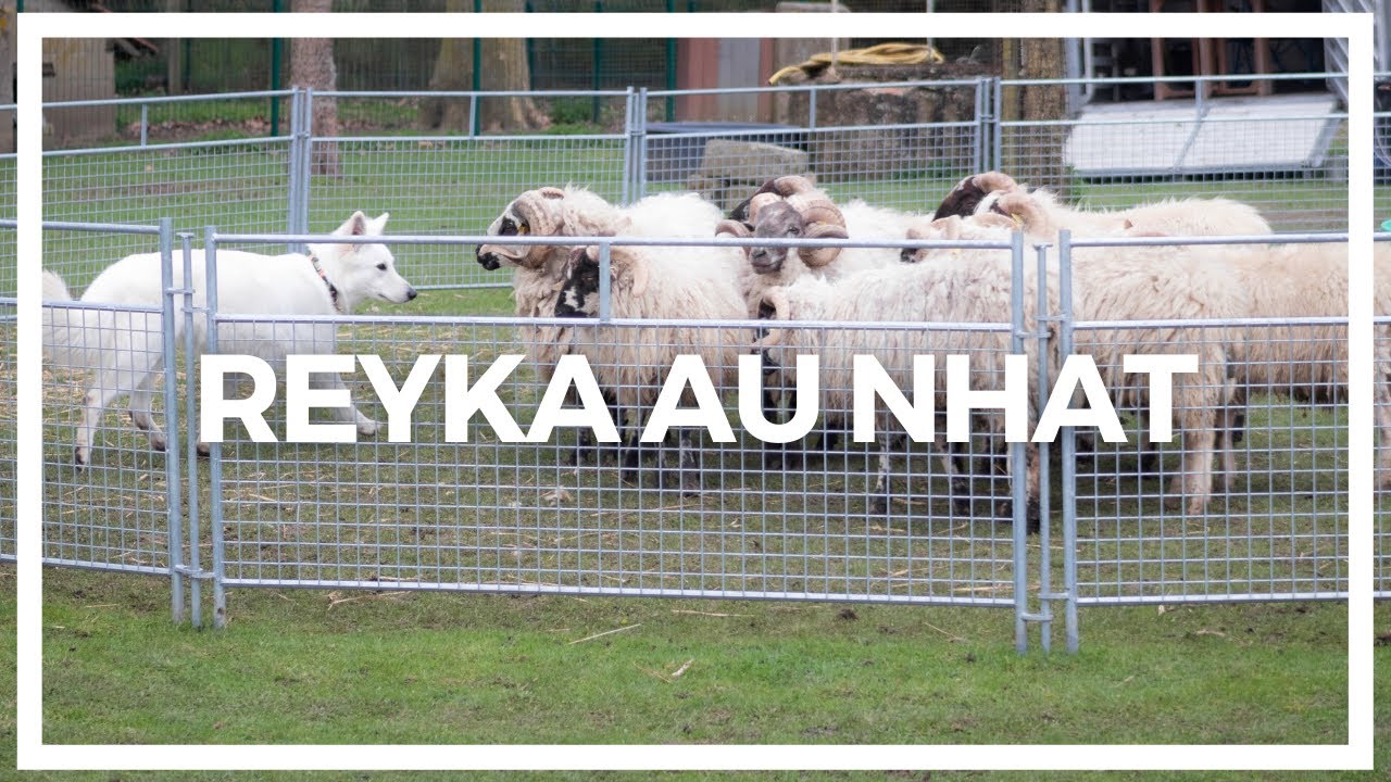 Reyka au NHAT (Test d'Aptitudes au Troupeau) - Berger Blanc Suisse | OF ETERNAL JOY