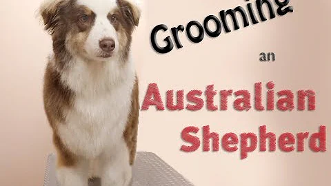 Grooming an Australian Shepherd