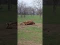 #Bones Taking a #roll in #favorite #spot #double #horse #pony #horsingaround