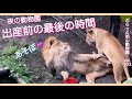 美男オリトはしゃぐ夜の動物園に美女イオたじたじ。ライオン初恋同居生活vol.103@旭山動物園/Lion Orito is having fun at the zoo at night