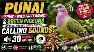 Download lagu Suara Panggilan Punai | Suara Panggilan Merpati Hijau / Merpati Buah Liar (30 Menit Tanpa Henti)