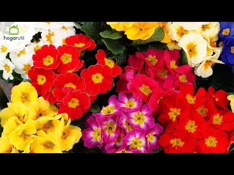 Video: Principios De La Primavera, Que Hacer Con Las Rosas