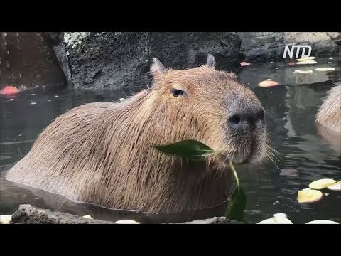 Как капибары принимают горячую ванну в японском зоопарке