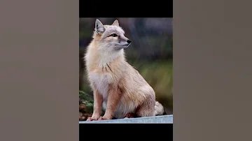 Корсак   разновидность лисы