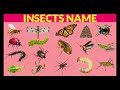 Insects name in Hindi and English for Kids | learn Insects Name| Bugs for kids| #insectsname