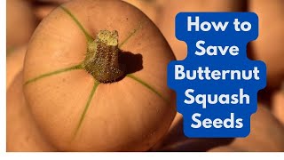 How to Save Butternut Seeds from Your Garden