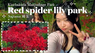 (mini vlog) red spider lilies in Japan | 2h from Tokyo