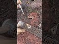 Wild Bee Colony Capture and Relocation Process