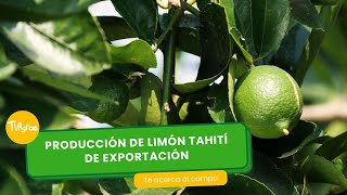 Tahiti Lemon Production For Export  Tvagro By Juan Gonzalo Angel Restrepo