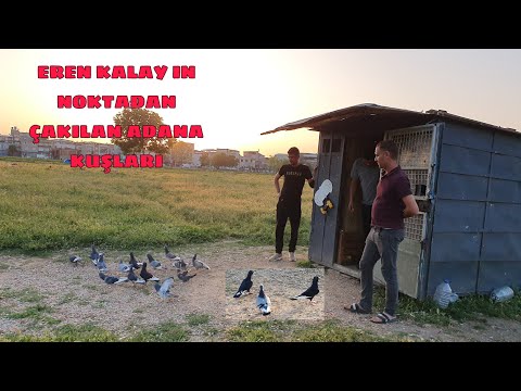 BABA VE OĞULLARININ DOLAPTA BAKIP UÇURDUĞU ADANA ZIRHLI ŞAMİ GÜVERCİNLERİ NOKTA DAN ÇAKİLİYOLAR