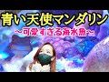 【海水魚水槽】悲しいお知らせと青い天使マンダリンフィッシュが可愛すぎる❗️my coral aquarium MOAMOAちゃんねる