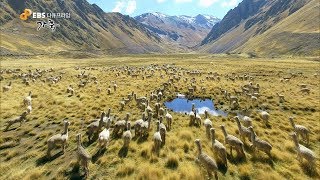 잉카 문명의 조력자, 라마와 알파카