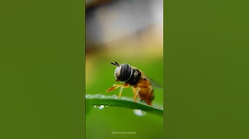 Macro Photography with ADCOM 20x Macro Lens 😍 #nature #macrophotography #adcom #macrolens #shorts