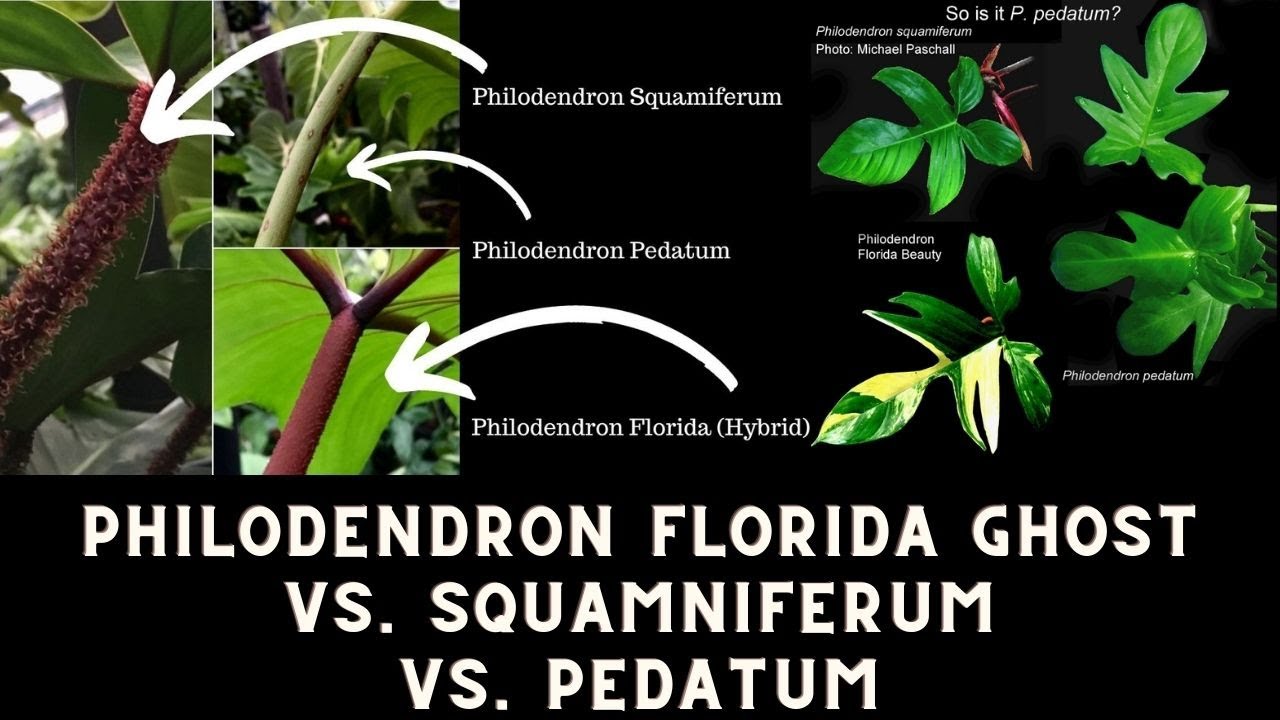 Florida Beauty vs. Florida Ghost vs Philodendron Pedatum vs