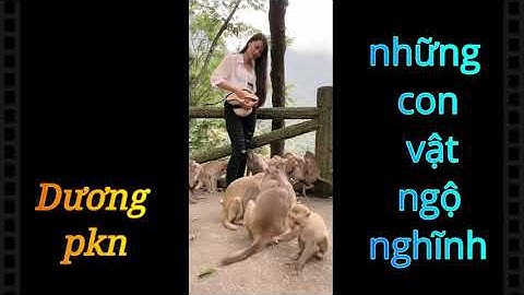 Những con vật ngộ nghĩnh Đáng yêu| Dương pkn